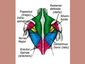 Back_One_Big_Muscle-BackMusclesLabeled