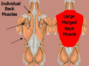 Back_One_Big_Muscle-IndividualMusclesToOneMuscle