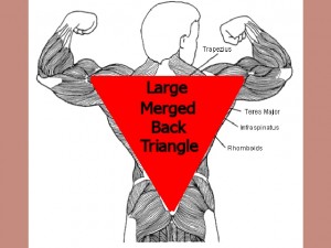 Back_One_Big_Muscle-MergedBackTriangle