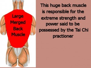 Back_One_Big_Muscle-MergedMuscleProvidesStrength