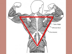 Back_One_Big_Muscle-ShouldersTailboneTriangle