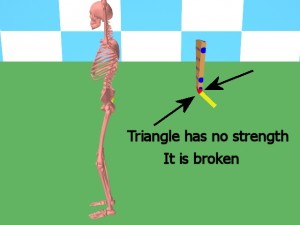 Back_One_Big_Muscle-TailboneLosesStructuralStrength