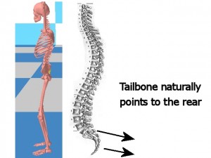 Back_One_Big_Muscle-TailboneNaturallyPointsToRear
