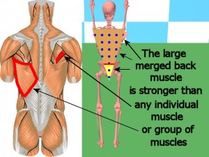 Back_One_Big_Muscle-TriangleStrongerThanIndividualMuscles