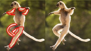 Lemur_Yin_Yang_Areas-LegYangAreas