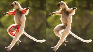Lemur_Yin_Yang_Areas-LegYinAreas