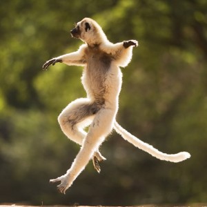 Lemur_Yin_Yang_Areas-LemurHopping