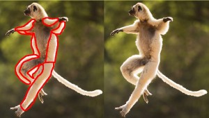 Lemur_Yin_Yang_Areas-OutsideBodyYangArea