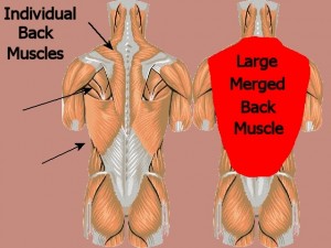 One_Reason_Tai_Chi_Slowly-IndividualMergedBackMuscles