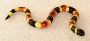Secret_Of_Yin_Yang_Symbol_010-Snake