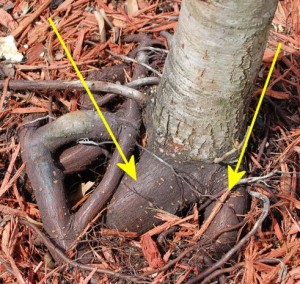 Strong_Yin_Analysis_006-RealTreeRoots