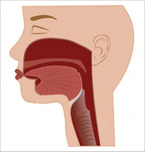 Strong_Yin_Analysis_010-HeadCutawayDrawing