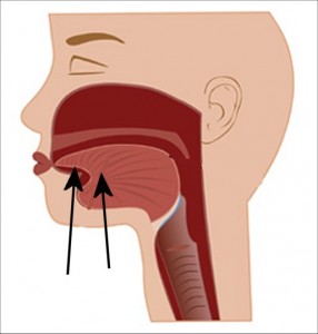 Strong_Yin_Analysis_010-HighlightCutawayTongueFront