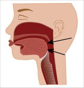 Strong_Yin_Analysis_010-HighlightCutawayTongueRear