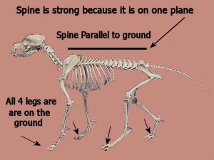 Tai_Chi_Animal-AnimalSpineIsStrong