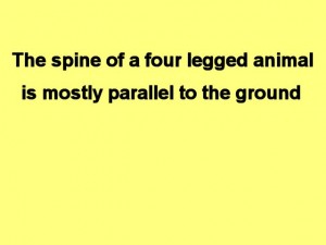 Tai_Chi_Animal-AnimalSpineMostlyParallel