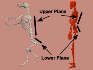 Tai_Chi_Animal-AnimalSpineSkeletonCompare