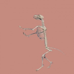 Tai_Chi_Animal-AnimalSpineVertical