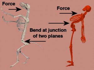 Tai_Chi_Animal-BothSkeletonsBentBack