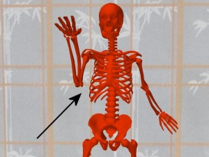 Tai_Chi_Animal-BrushKneeFrontView