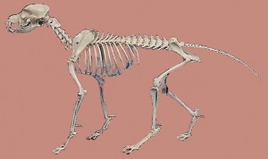 Tai_Chi_Animal-DogSkeleton