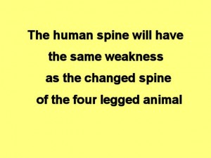 Tai_Chi_Animal-TheHumanSpine