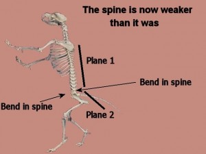 Tai_Chi_Animal-TheSpineNowWeaker