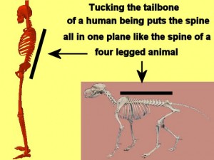 Tai_Chi_Animal-TuckingTailboneFlattensSpine
