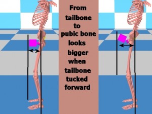 Tai_Chi_Bigger_Package-GenitalBoxPositionCompare
