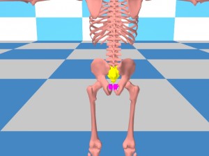 Tai_Chi_Bigger_Package-HighlightSacrumYellow