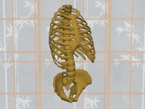 Tai_Chi_Single_Cylinder_View_01-RibCagePelvis34FrontView