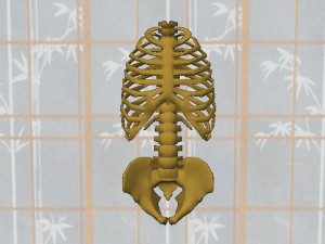 Tai_Chi_Single_Cylinder_View_01-RibCagePelvisFrontView