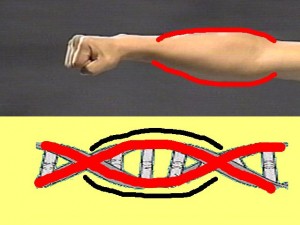 Ba_Gua_Strengthens_Spirals-BaGuaForearmDNAMolecule