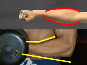 Ba_Gua_Strengthens_Spirals-BaGuaWeightlifterForearmCompare