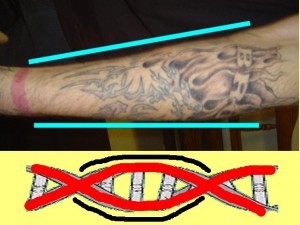 Ba_Gua_Strengthens_Spirals-ForearmMoreRoundedThanElliptical