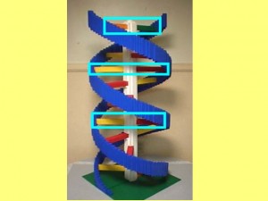 Ba_Gua_Strengthens_Spirals-HighlightSpiralConnectingBars