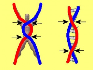 Ba_Gua_Strengthens_Spirals-SpiralCenterSection