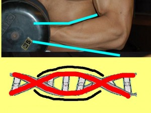 Ba_Gua_Strengthens_Spirals-WeightlifterForearmDNAMolecule