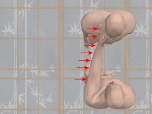 Knowledge_Of_Science_05-StraightArmStrikeContactFaceVectors
