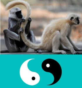 Secret_Of_Yin_Yang_Symbol_001-MonkeysYinYangHalves