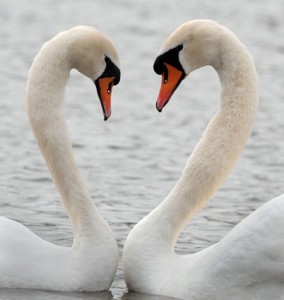 Secret_Of_Yin_Yang_Symbol_002-SwansFacingEachOther