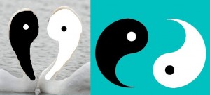 Secret_Of_Yin_Yang_Symbol_002-YinYangHalvesSwansCompare