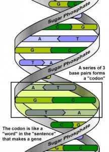 Single_Cylinder_Construction-DNAMolecule