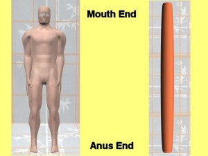 Single_Cylinder_Derivation_Torus-BodyVerticalLongTorus