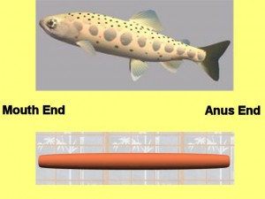Single_Cylinder_Derivation_Torus-FishLongTorusCompare