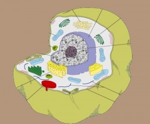 Single_Cylinder_Derivation_Torus-SingleCell