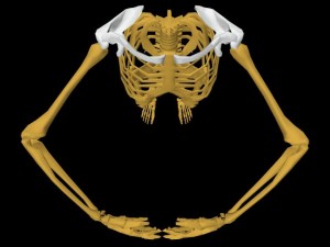Single_Cylinder_Skeleton_Derivation-ArmsCircleOverheadView