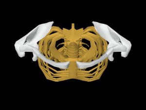 Single_Cylinder_Skeleton_Derivation-CollarbonesHighlightedOverheadView