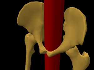 Single_Cylinder_Skeleton_Derivation-PelvicBonesSingleCylinderCloseUp