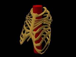 Single_Cylinder_Skeleton_Derivation-RibCageSingleCylinderAngledView